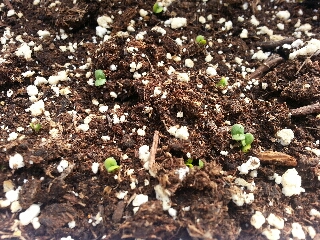 出た出た＼(^o^)／